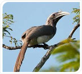 indian gray hornbill at kanha