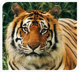kanha tigers