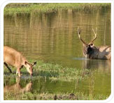 mammals at kanha