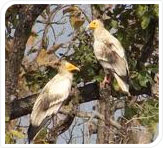 birds at pench national park