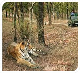 tiger at pench national park