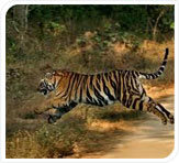 running tiger