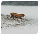 tiger in sunderban