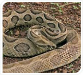 snake at tadoba