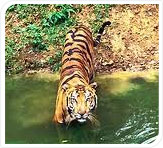 tiger at kanha