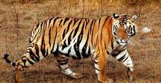 kanha tiger reserve tours