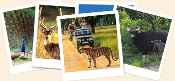 about kanha tiger reserve