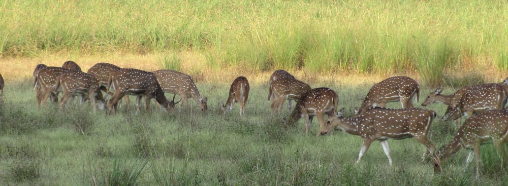 Kanha National Park Madhya Pradesh, India | Kanha Tiger Reserve