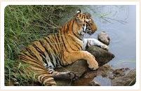 kanha national park tiger