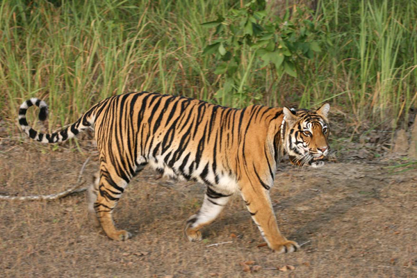 Madhya Pradesh's Kanha National Park hosts a special guest. And, no, it's not the tiger | Business Insider India