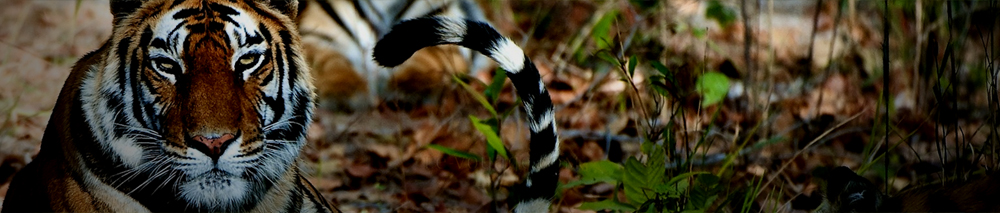 Wildlife in Kanha National Park
