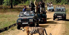 kanha tiger reserve tours