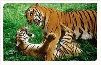 kanha national park tiger