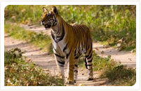 kanha national park tiger