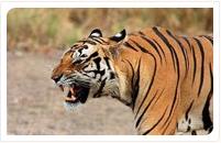 kanha national park tiger