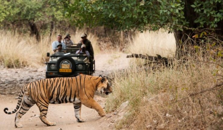 safari timings in kanha