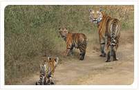 kanha national park tiger